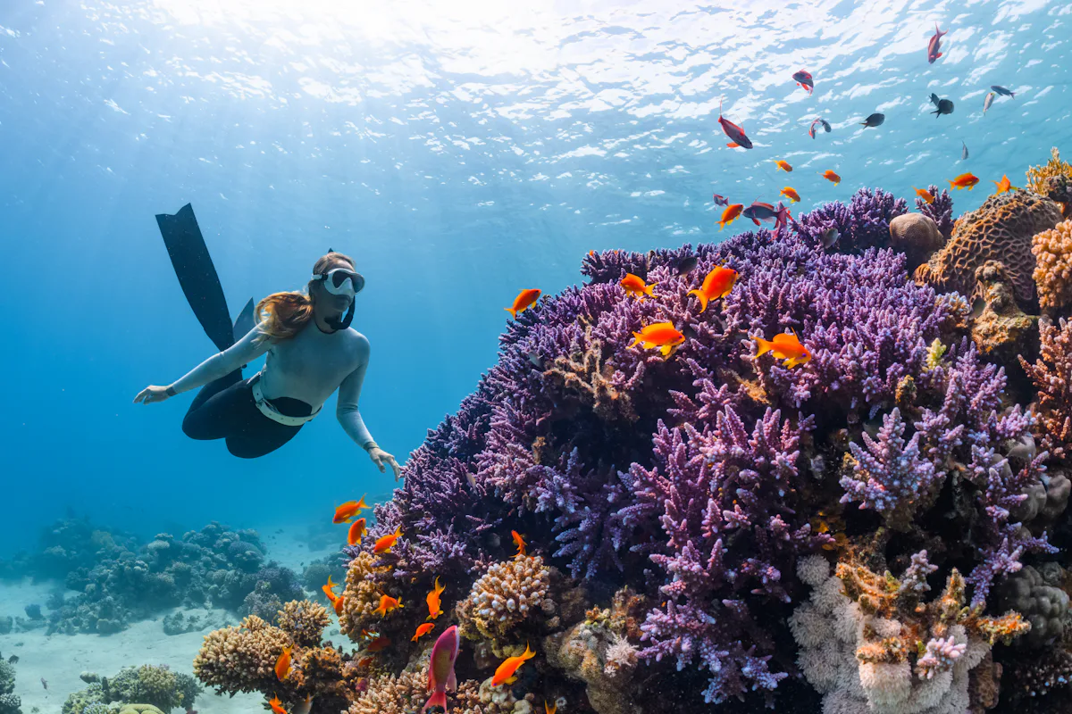 A diver moving slowly alongside a reef wall in clear, sunlit water.